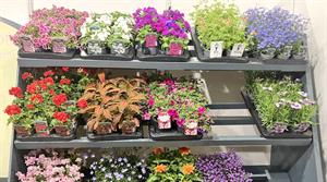 Bedding plants
